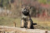 CAIRN TERRIER 344